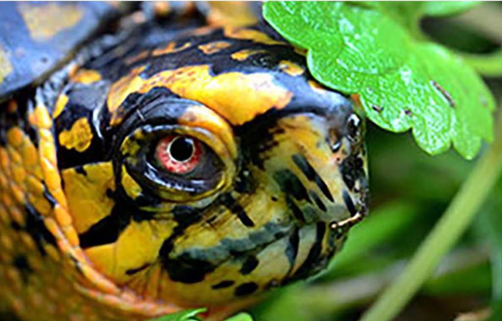 Turtle Charge Man dancing in Indiana roadway while holding rare turtle arrested on ...
