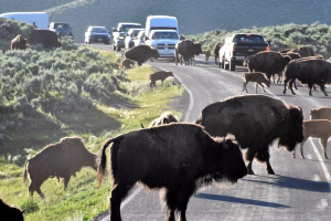 Yellowstone Visitor Learns the Hard Way That a 2,000-Pound Bison Is Not a Photo Prop